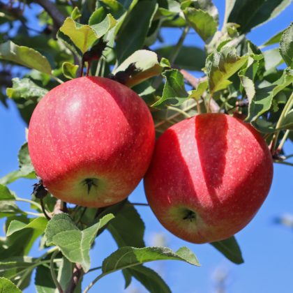 Gala Apple Tree