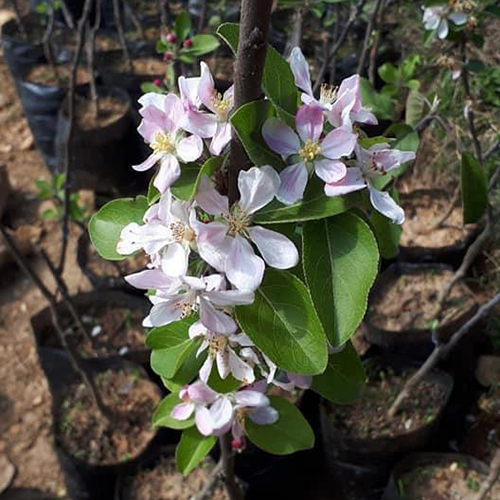 Naomi Apple Tree - Image 2