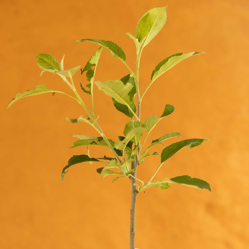 Naomi Apple Tree - Image 3