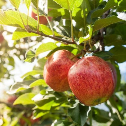 Pettingill Apple Tree
