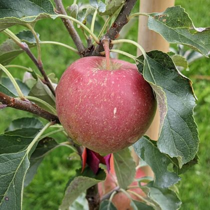 Sundowner Apple Tree