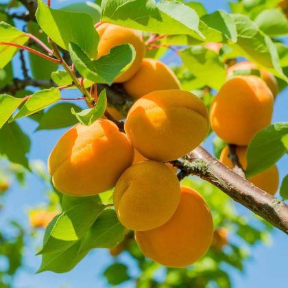 Apricot Tree