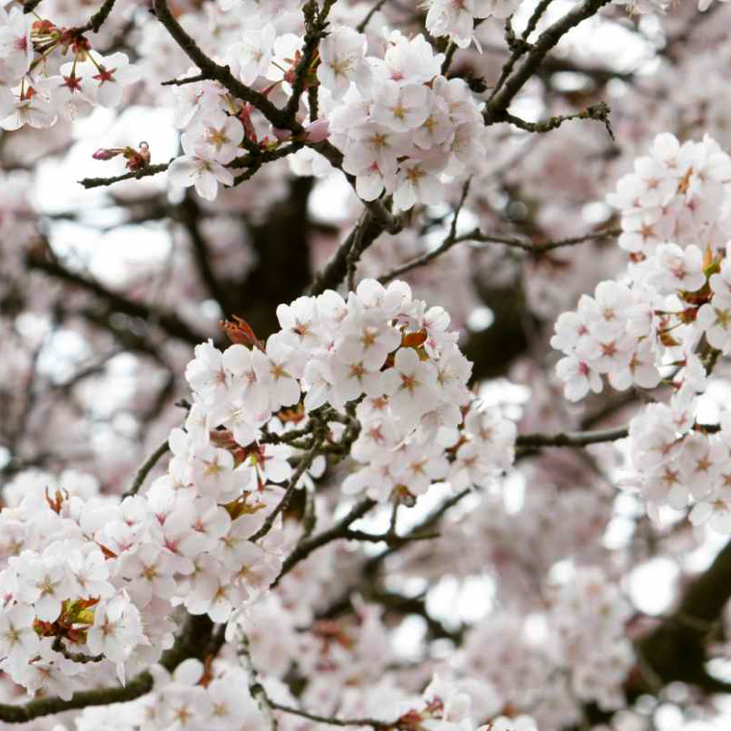 Minnie Royal Cherry Tree - Image 2