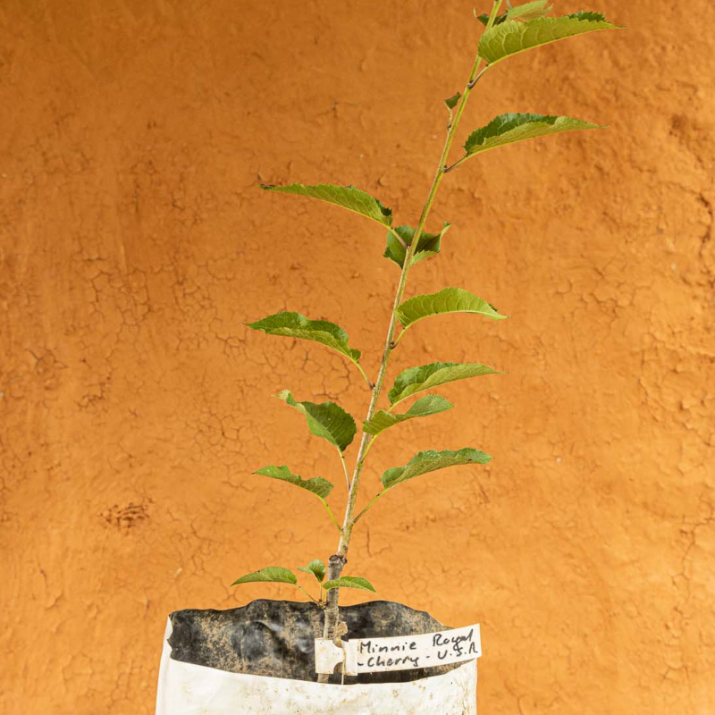 Minnie Royal Cherry Tree - Image 3