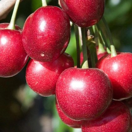 Royal Lee Cherry Tree