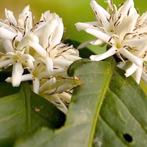 Bourbon Coffee Tree - Image 2