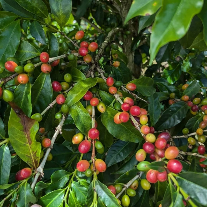 Bourbon Coffee Tree