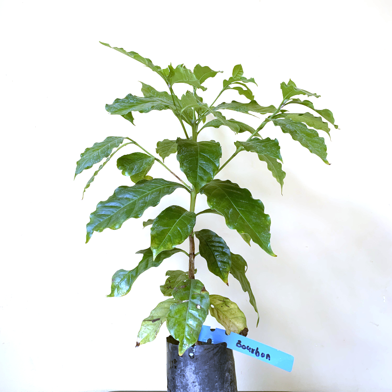 Bourbon Coffee Tree - Image 3