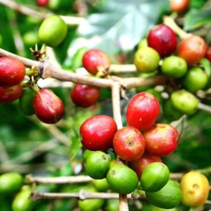 Red Cattura Coffee Tree
