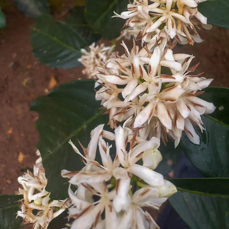 Yellow Cattura Coffee Tree - Image 2