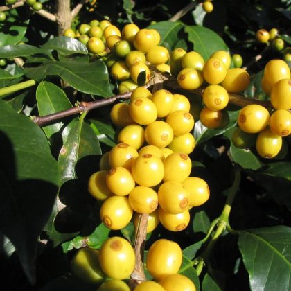 Yellow Cattura Coffee Tree