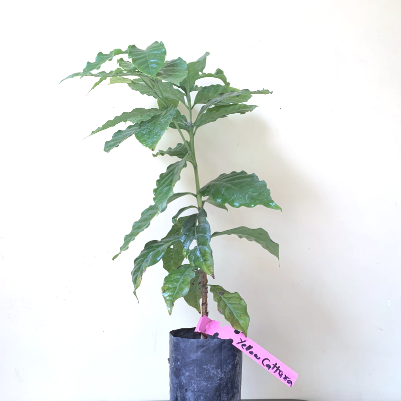 Yellow Cattura Coffee Tree - Image 3
