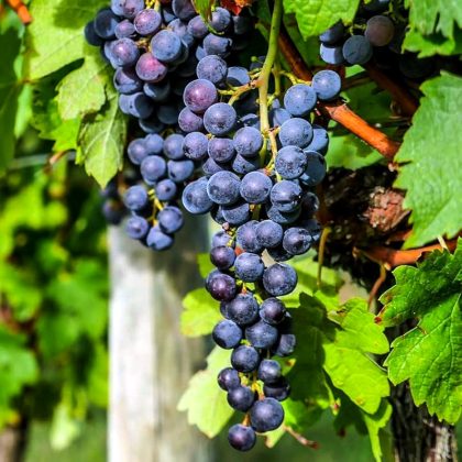 Concord Grape Tree