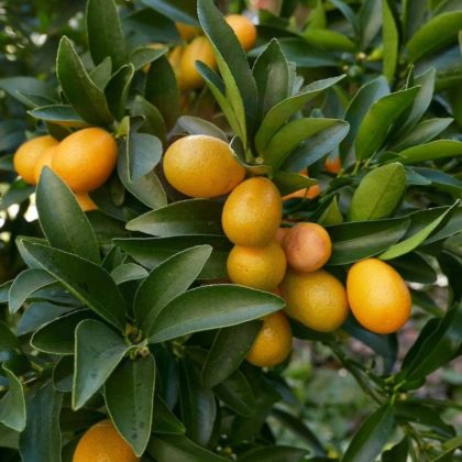 Kumquat Tree