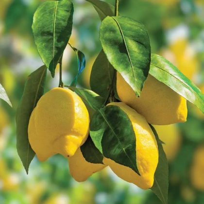 Meyer Lemon Tree