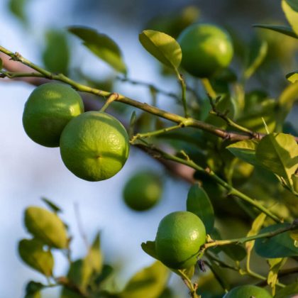 Key Lime Tree