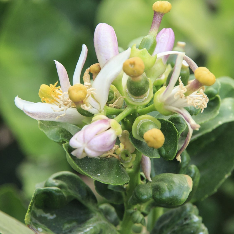 Mexico Lime Tree - Image 2