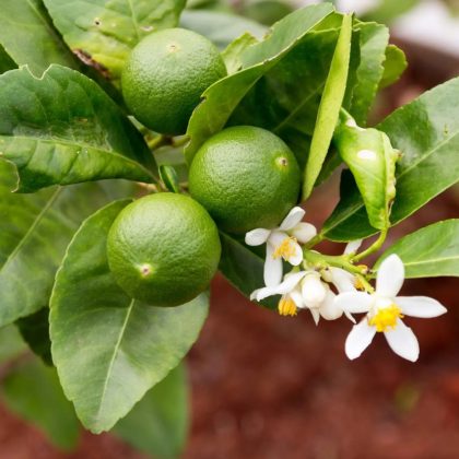 Mexico Lime Tree