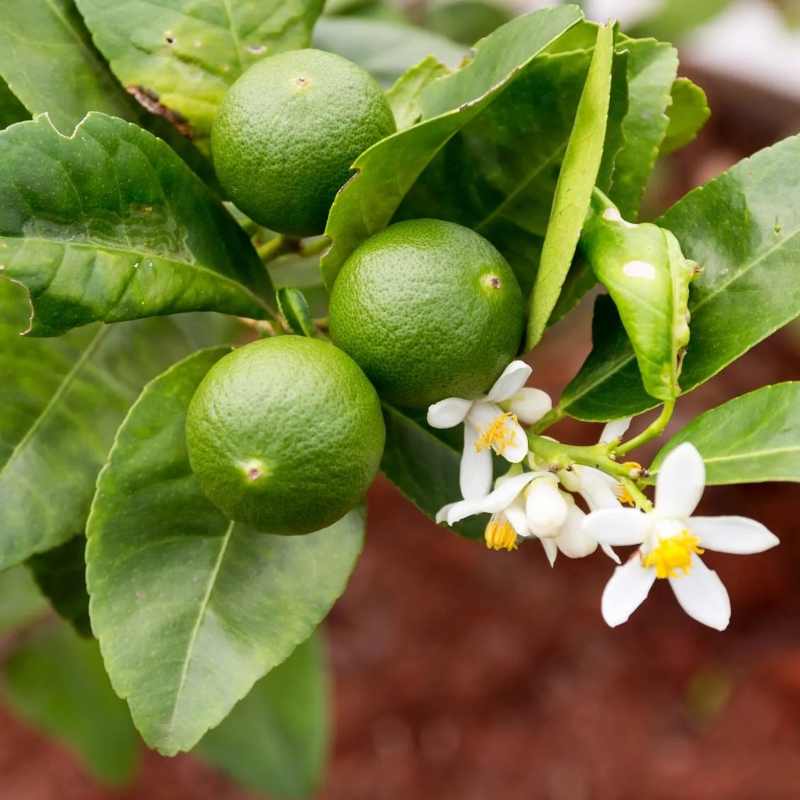 Mexico Lime Tree