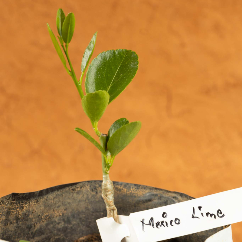 Mexico Lime Tree - Image 3