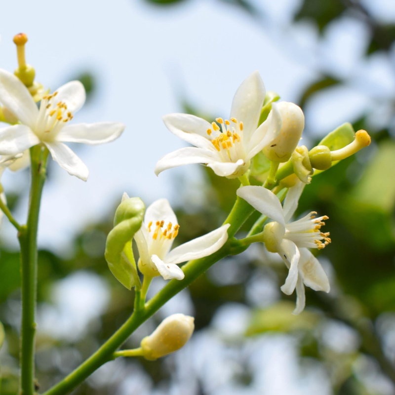 Kinnow Mandarin Tree - Image 2