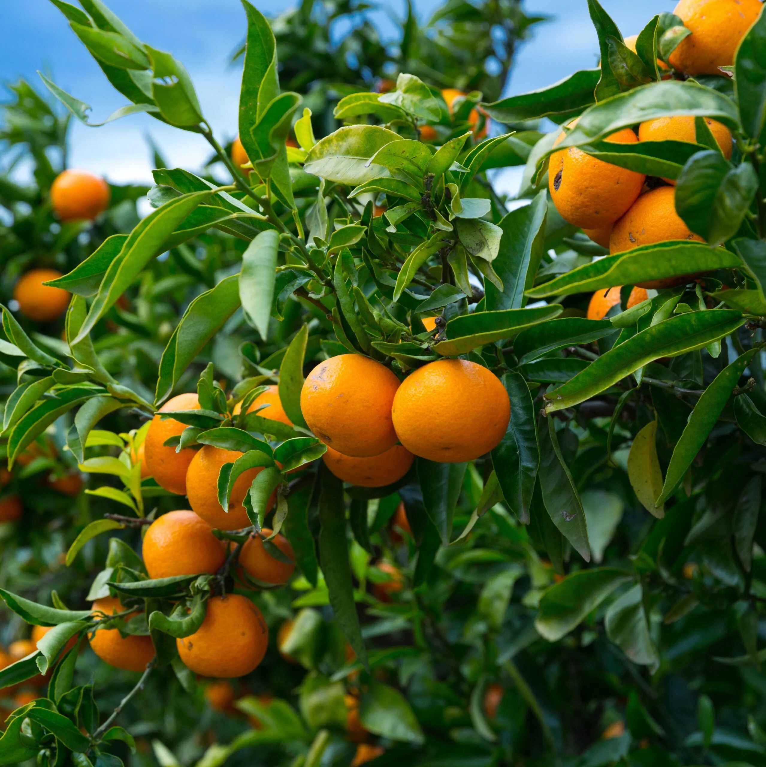 Kinnow Mandarin Tree