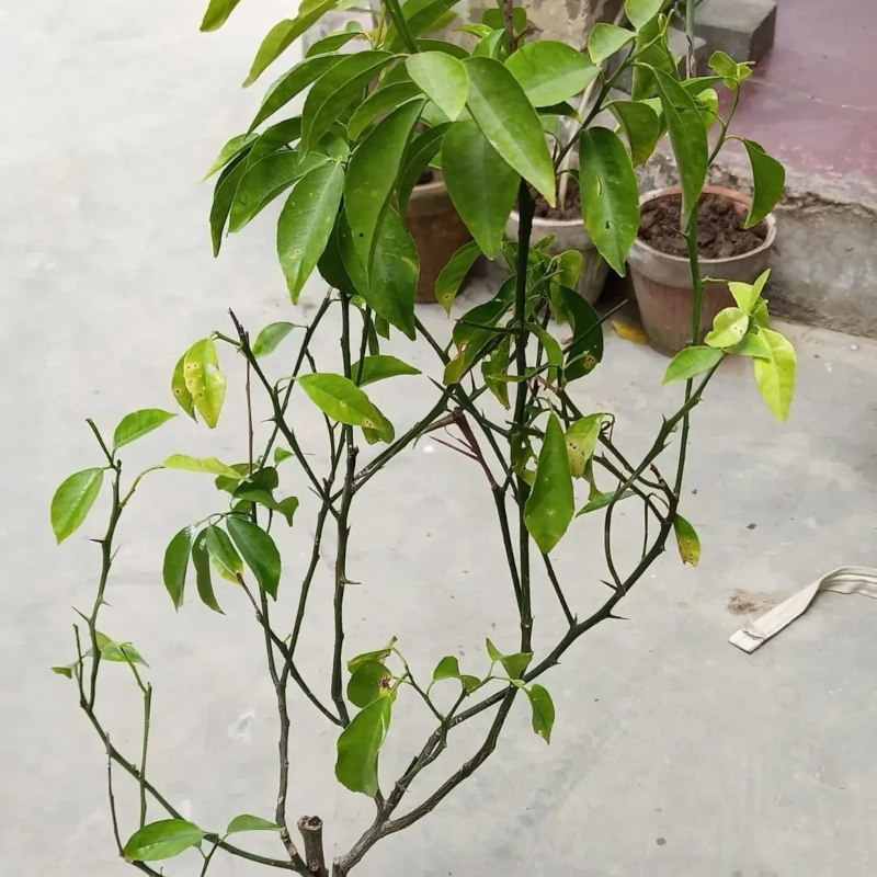 Kinnow Mandarin Tree - Image 3