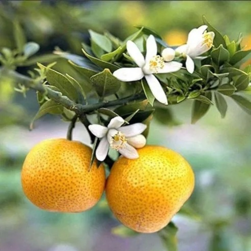 Malta Mandarin Tree - Image 2