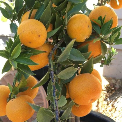 Malta Mandarin Tree