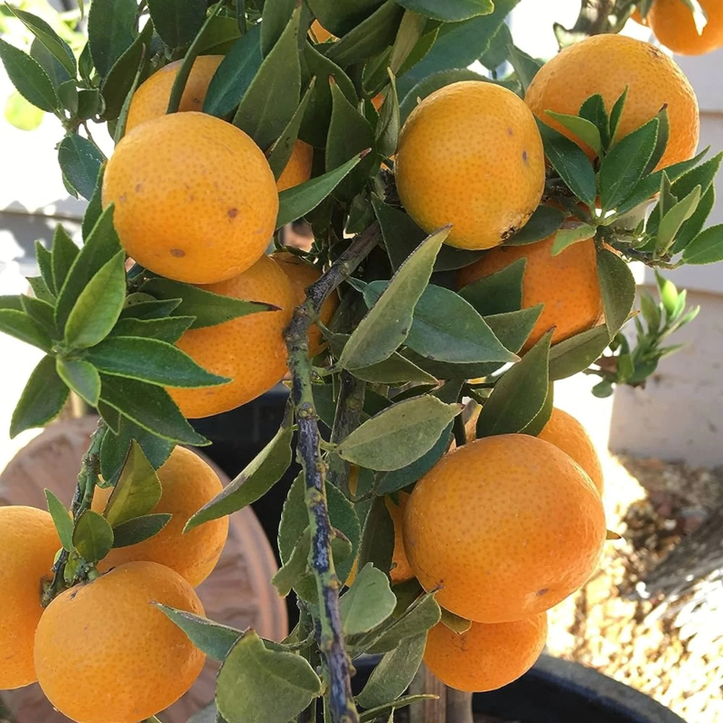 Malta Mandarin Tree