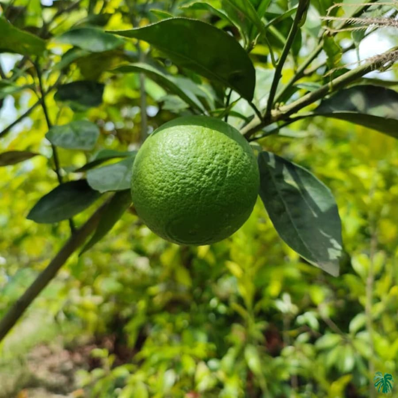 Malta Mandarin Tree - Image 3