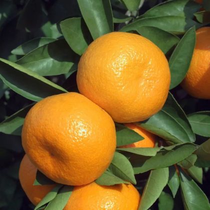 Ponkan Mandarin Tree