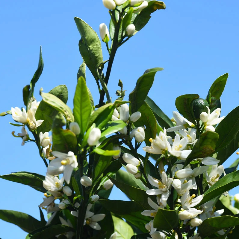 Unshu Mandarin Tree - Image 2