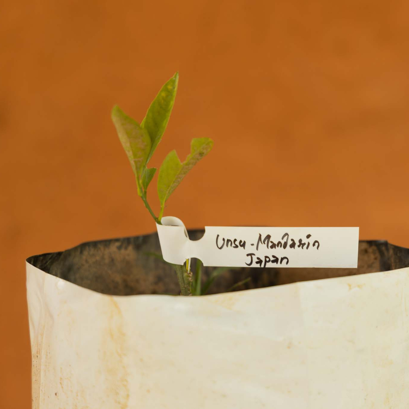 Unshu Mandarin Tree - Image 3