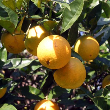 Nepali Orange Junar Tree