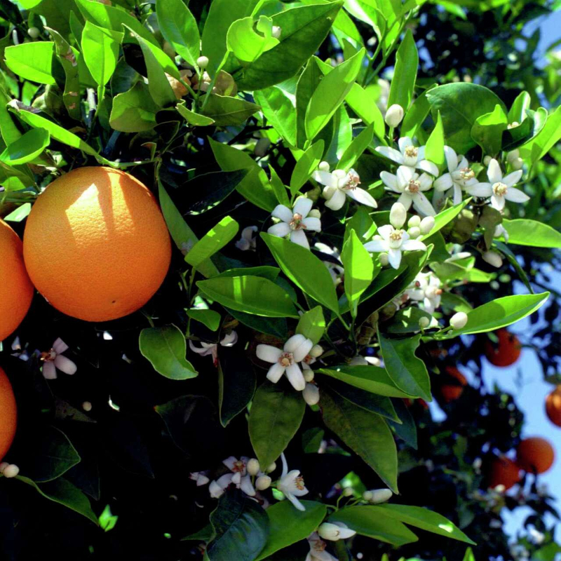 Nu Tara Orange Tree - Image 2