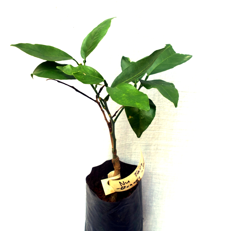 Nu Tara Orange Tree - Image 3
