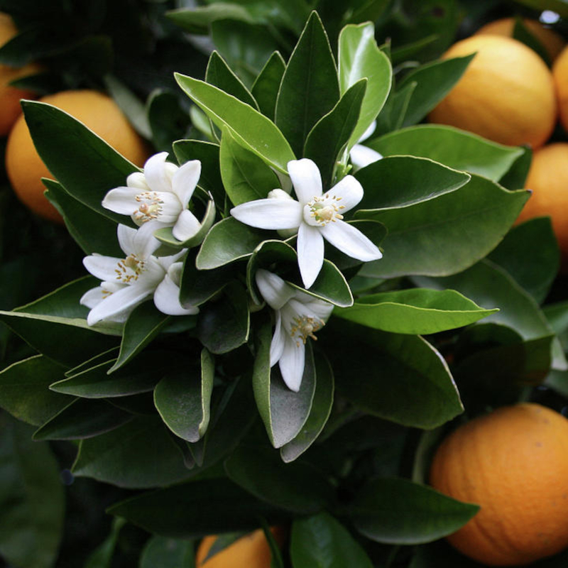 Pakistan Orange Tree - Image 2