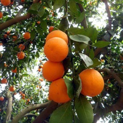 Pakistan Orange Tree