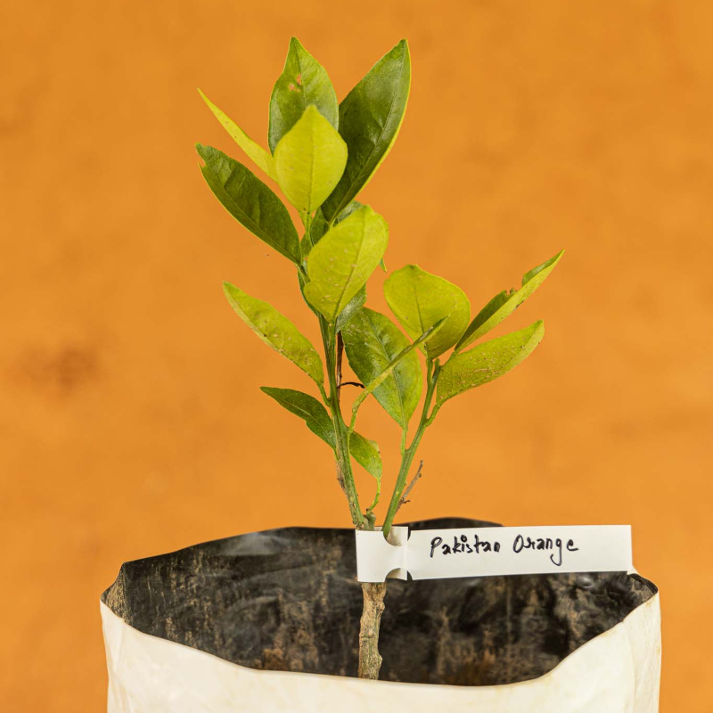 Pakistan Orange Tree - Image 3