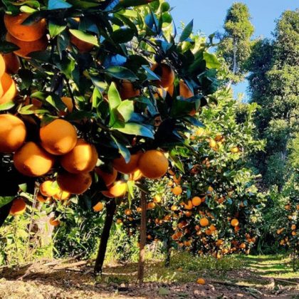 Ramechhap Orange Tree