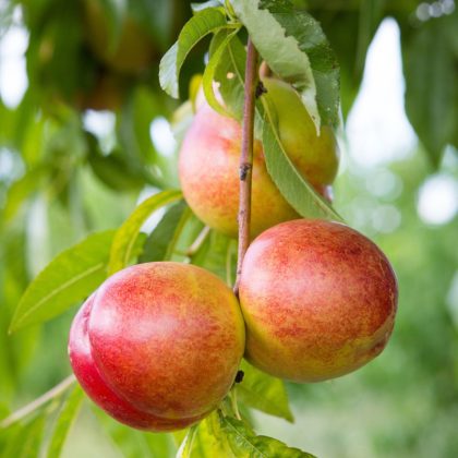 Double Delight Nectarine Tree
