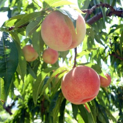 Japanese Peach Tree