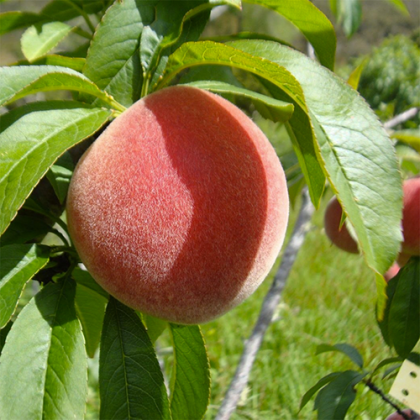 Orion Peach Tree