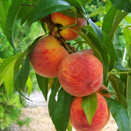 Peregrine Peach Tree