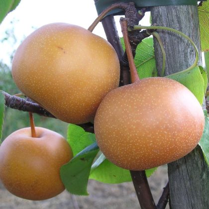 Chojuro Pear Tree