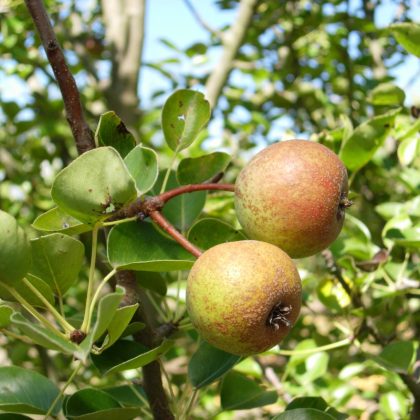 Hawanna Pear Tree