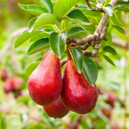 Red Bartlett Pear Tree