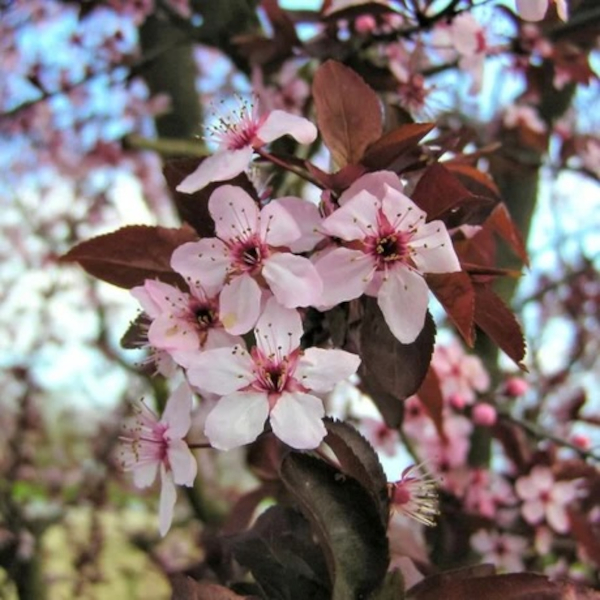 Beauty Plum Tree - Image 2