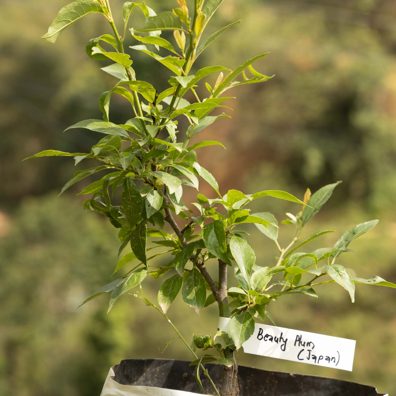 Beauty Plum Tree - Image 3